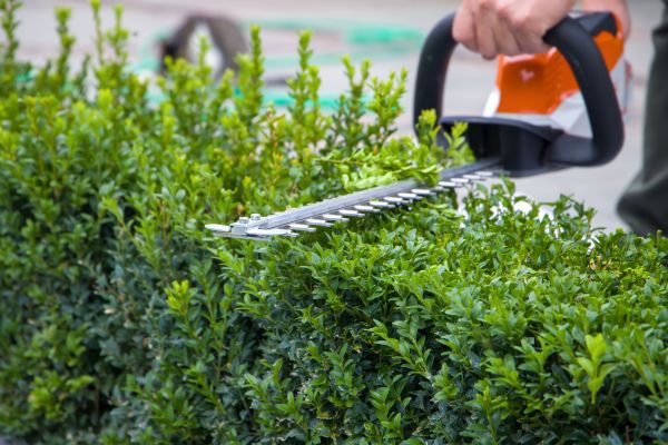 Cost of Hedge Shearing in Vista