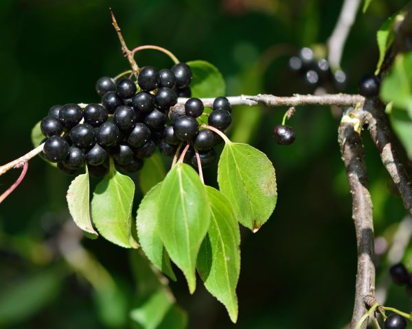 Cost of Buckthorn Removal in Vista