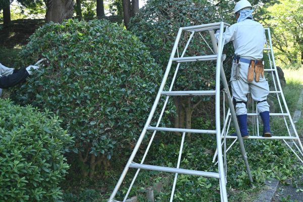 Cost of Holly Shaping in Vista