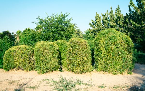 Cost of Bamboo Hedge Removal in Vista