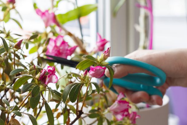 Cost of Azalea Pruning in Vista