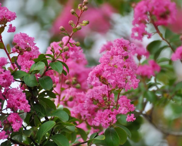 Cost of Crepe Myrtle Removal in Vista