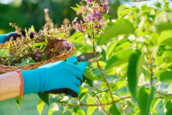 Cost of Lilac Trimming Service in Vista