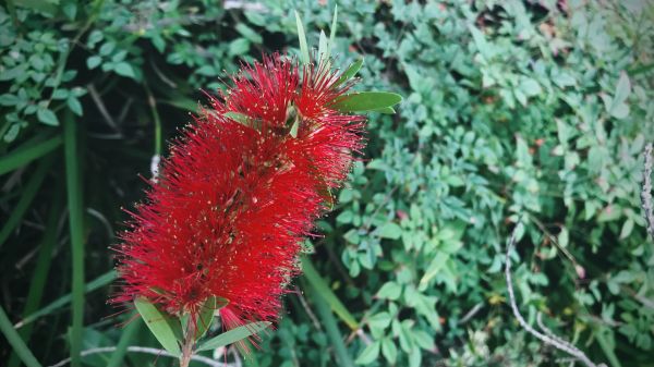 Cost of Bottlebrush Pruning in Vista
