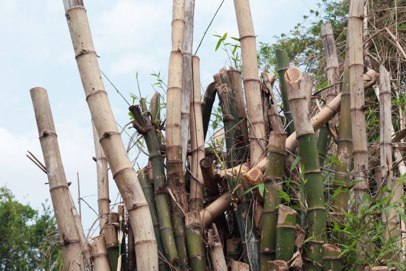 Bamboo Hedge Removal