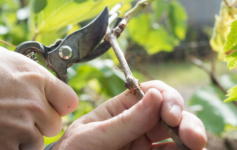 Grapevine Pruning
