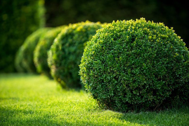 Hedges After Trimming
