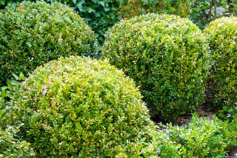 Lush, Healthy Shrubs