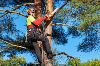 Tree and Shrub Care Specialists